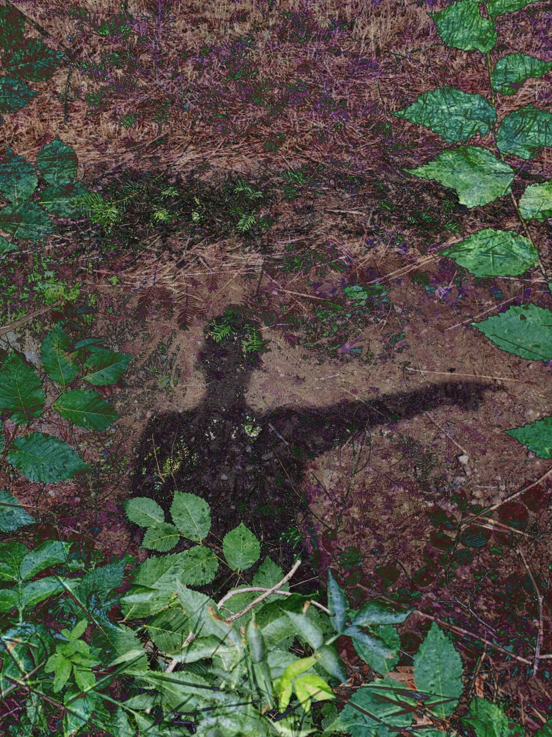 I Am Not Your Shadow