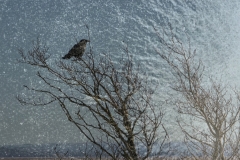 The Pause Before The Flight Into Every Shade Of Light