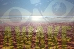 See! See! The Horizon Awaits!