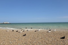 Birdlife on Worthing beach