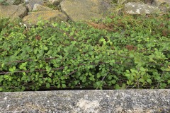 On the seawall #3