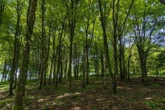 Chanctonbury Ring trees