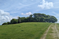 Chanctonbury Ring