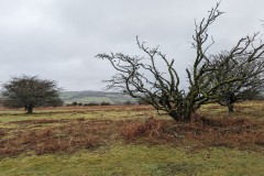 Dartmoor trees