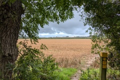 Lincolnshire field #1