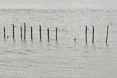 Birds on poles