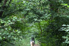 Allt-yr-yn nature reserve #2