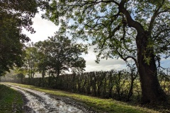 Lincolnshire lane