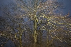 Lincolnshire trees #3