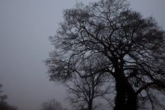Lincolnshire trees #2