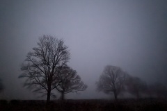 Lincolnshire trees #1