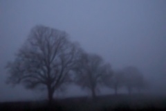 Lincolnshire trees