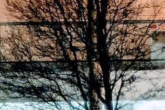 Newport city tree