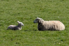 Sheep #1