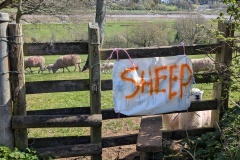 Sheep #2
