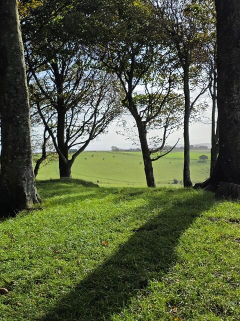 Wednesday wander: Chanctonbury Ring. On my last visit here (June 2025) I vowed I'd be back - well, here I am. And, happily, this time I can stay 💚
.
.
.
.
.
#walking #wandering #walkingsussex #westsussex #chanctonburyring