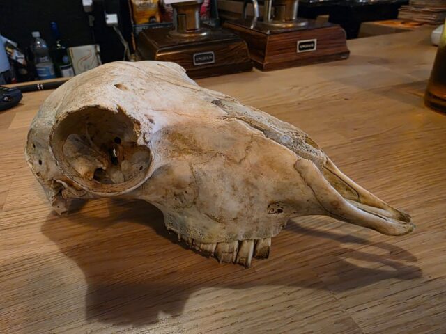 The lovely Sheila (possibly to be renamed), gifted to me by the lovely Liz of the @cellardoornewport . A reminder of what lies ahead for us all, and an incentive to get what we can while we can get it 🖤
.
.
.
.
.
#skull #sheepskull #mementomori #lifeswhatyoumakeit #whatareyouwaitingfor