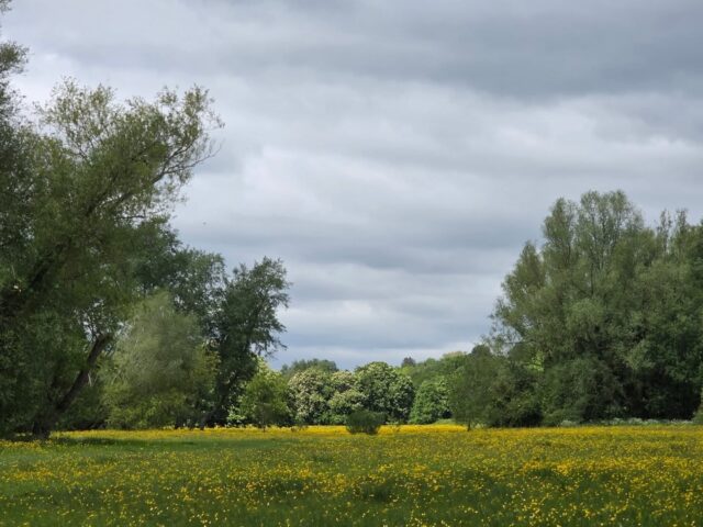 A somewhat curtailed wander today because of cows en route (I'm such a cow-ard...). But I did manage a pleasant sit by the river (have padded mat, will travel), so it's not been wasted 💚

Yes, that is a magpie sitting on a sheep's back in pic 4 🤣

I've also (shockingly belatedly) discovered that the Coach & Horses has a beer garden! So that's a nice (if early) end to the day 🍺
.
.
.
.
.
#walking #walkingwales #riverusk #abergavenny #yfenni