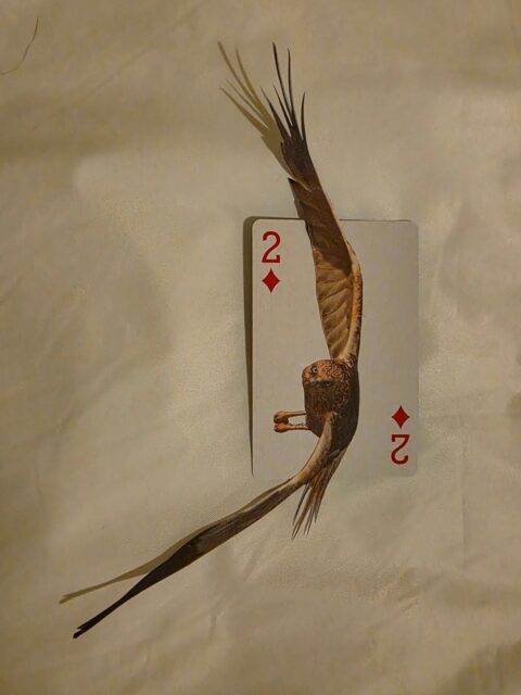 Don't Fence Me In.

Playing card mini collage, 23/2: Two of Diamonds.
.
.
.
.
.
#playingcardcollage #minicollage #collageart #collageartist #analoguecollage